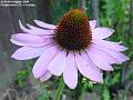 2004-0808Coneflower